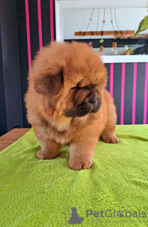 Additional photos: Chow chow puppies