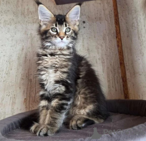 Photo №1. maine coon - for sale in the city of Light | 361$ | Announcement № 177647