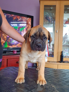 Photo №1. bullmastiff - for sale in the city of Eksjo | 877$ | Announcement № 168259