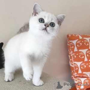 Photo №2 to announcement № 173857 for the sale of british shorthair - buy in United Kingdom private announcement, breeder