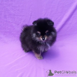 Additional photos: Beatiful Male and Female Pomeranian Puppies For Sale Whattsapp 1978-414-5011