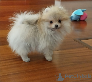 Additional photos: Miniature Pomeranian boy