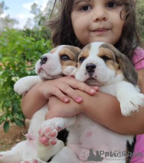 Photo №2 to announcement № 158413 for the sale of beagle - buy in Sweden 