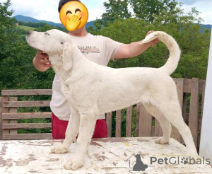 Photo №4. I will sell central asian shepherd dog in the city of Gornji Milanovac.  - price - negotiated