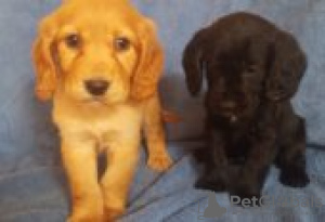 Photo №2 to announcement № 129079 for the sale of american cocker spaniel - buy in Finland breeder