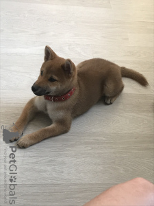Photo №3. Shiba Inu girl 3.5 months sell. Belarus
