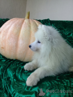 Photo №2 to announcement № 7790 for the sale of samoyed dog - buy in Russian Federation private announcement, breeder