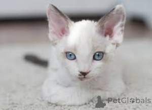 Photo №3. German Rex Kittens. Germany