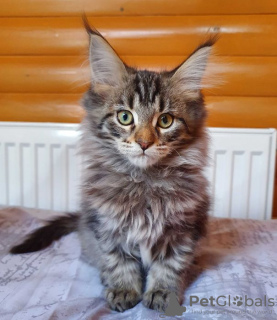 Additional photos: Selling an affectionate Maine Coon kitten, color black tiger