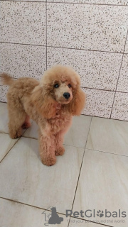 Photo №2 to announcement № 125502 for the sale of poodle (toy) - buy in Serbia breeder