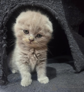 Photo №1. siamese cat - for sale in the city of Langenfeld | 361$ | Announcement № 178461