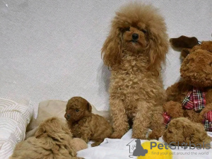 Photo №1. poodle (toy) - for sale in the city of Porto | Is free | Announcement № 123071