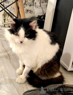 Photo №4. I will sell  in the city of Minsk. private announcement - price - Is free