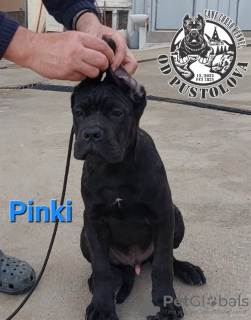 Additional photos: Cane Corso puppies