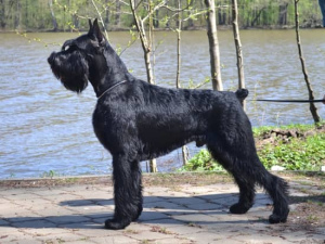 Photo №1. giant schnauzer - for sale in the city of Kaluga | negotiated | Announcement № 4135