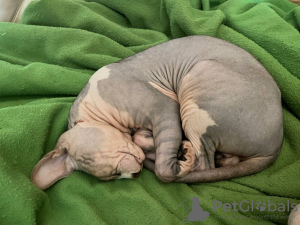 Additional photos: Stunning Bicolor Canadian Sphynx Male