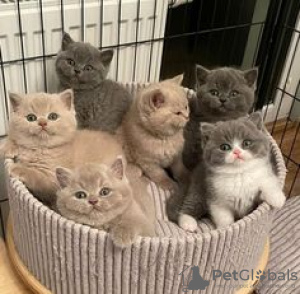 Photo №4. I will sell british shorthair in the city of Франкфурт-на-Майне. private announcement, from nursery, breeder - price - 338$