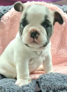 Photo №2 to announcement № 98103 for the sale of french bulldog - buy in Austria private announcement