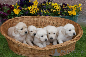 Photo №1. golden retriever - for sale in the city of Berlin | Is free | Announcement № 160173