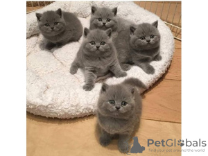 Photo №1. british shorthair - for sale in the city of Brussels | 158$ | Announcement № 123524