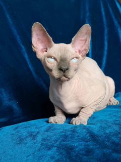 Photo №1. sphynx-katze - for sale in the city of Dnipro | 900$ | Announcement № 7129
