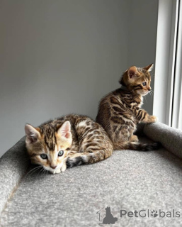 Photo №2 to announcement № 135879 for the sale of bengal cat - buy in United States breeder