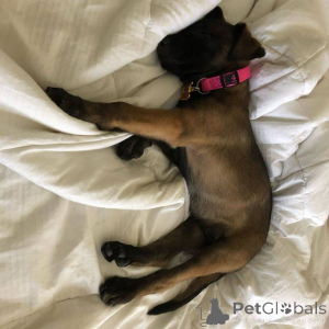 Photo №2 to announcement № 165303 for the sale of belgian shepherd - buy in France breeder