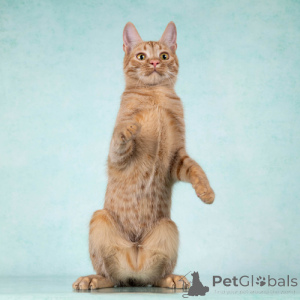 Photo №4. I will sell  in the city of Moskova. private announcement - price - Is free