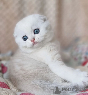Photo №2 to announcement № 100124 for the sale of scottish fold - buy in United States private announcement