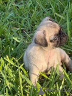 Photo №2 to announcement № 166119 for the sale of pug - buy in United Kingdom private announcement, breeder
