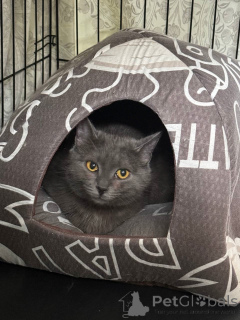 Photo №2 to announcement № 140886 for the sale of  - buy in Russian Federation 