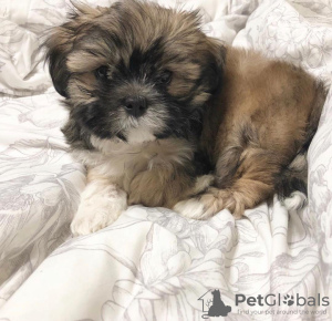 Photo №2 to announcement № 43064 for the sale of shih tzu - buy in Germany breeder