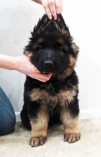 Photo №1. german shepherd - for sale in the city of Kiev | 799$ | Announcement № 5096