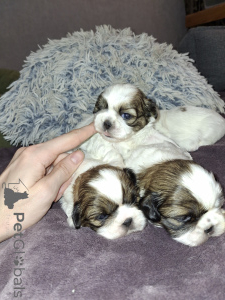 Photo №1. lhasa apso, maltipu, pekingese, pomeranian, shih tzu - for sale in the city of Tallinn | 774$ | Announcement № 165358