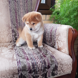 Photo №3. Shiba Inu!. Russian Federation