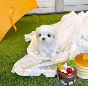 Photo №1. maltese dog - for sale in the city of Monterey | 350$ | Announcement № 110527