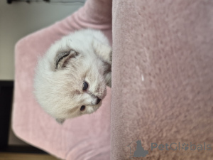 Photo №3. Siberian kittens. Poland