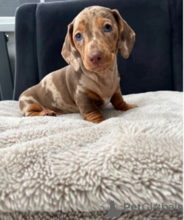 Photo №1. dachshund - for sale in the city of Stockholm | negotiated | Announcement № 97899