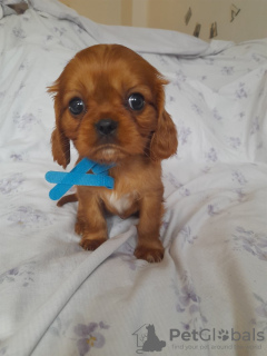Photo №2 to announcement № 100363 for the sale of cavalier king charles spaniel - buy in United States breeder