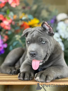 Photo №3. cane corso puppy ready for a new home. United States