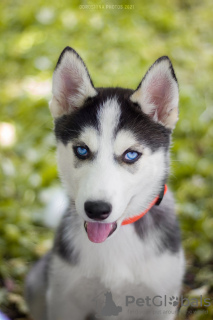 Photo №2 to announcement № 10498 for the sale of siberian husky - buy in Ukraine from nursery