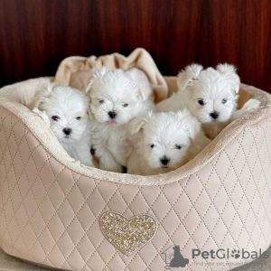 Photo №2 to announcement № 117326 for the sale of maltese dog - buy in Germany 