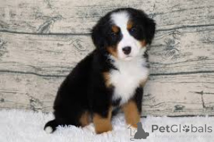 Photo №3. Adorables chiots Bouvier Bernois à vendre. France