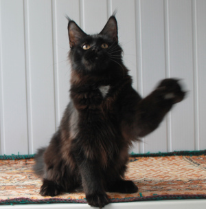 Photo №1. maine coon - for sale in the city of Cherepovets | 200$ | Announcement № 2730