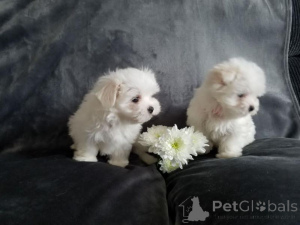 Photo №1. maltese dog, yorkshire terrier - for sale in the city of Alabama | negotiated | Announcement № 165948