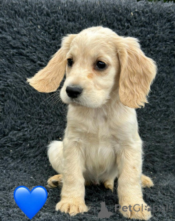 Photo №4. I will sell english cocker spaniel in the city of Pano Lefkara. private announcement - price - negotiated