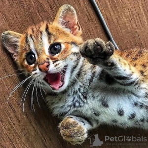 Photo №1. bengal cat - for sale in the city of Brest | Is free | Announcement № 9072