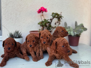 Photo №1. poodle (toy) - for sale in the city of Berlin | negotiated | Announcement № 118836