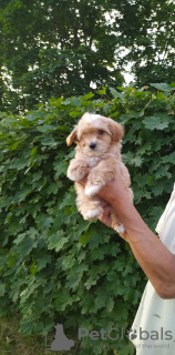 Photo №1. non-pedigree dogs - for sale in the city of Minsk | 717$ | Announcement № 53286