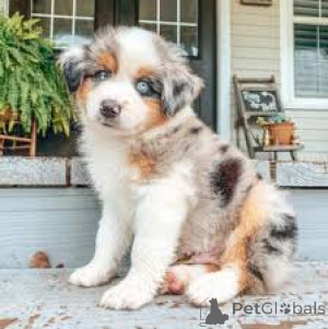 Photo №2 to announcement № 161874 for the sale of australian shepherd - buy in United States private announcement, breeder